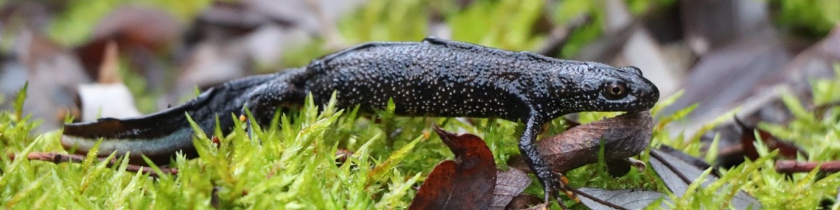 Rapport migration amphibiens
